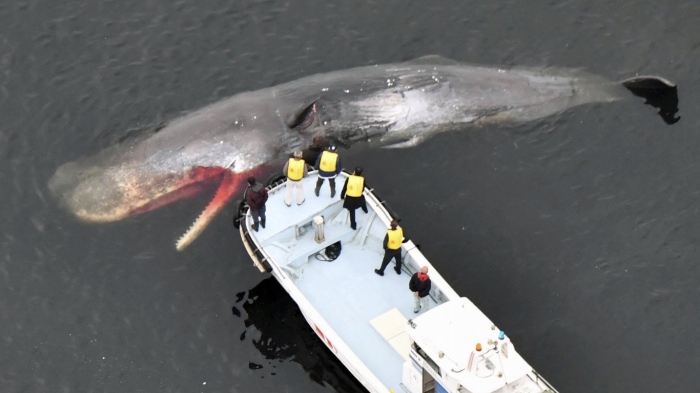 Круизен кораб влезе в пристанището на Ню Йорк с 13-метров мъртъв кит, заклещен на носа му 